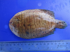 Spottedfin Sole photo 1