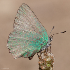 Callophrys dumetorum