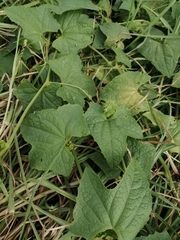 Cucurbita maxima maxima