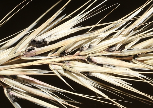 brome smut fungus