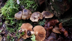 Cortinarius clandestinus