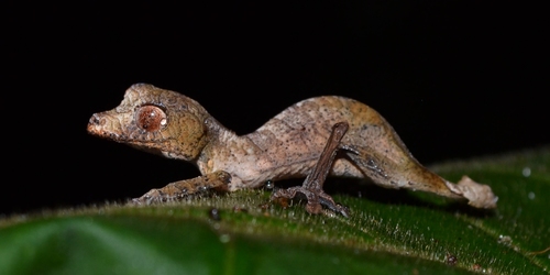 Satanic Leaf-tailed Gecko