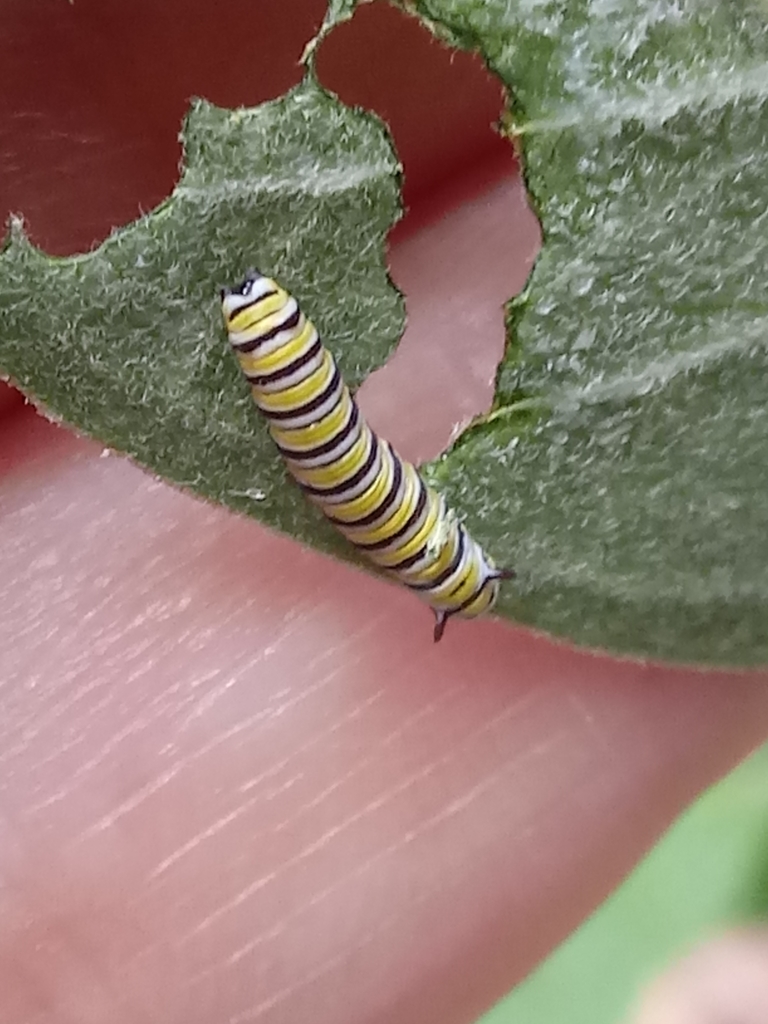 Monarch from Norman, OK 73071, USA on August 29, 2020 at 03:25 PM by ...