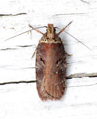 Agonopterix lythrella