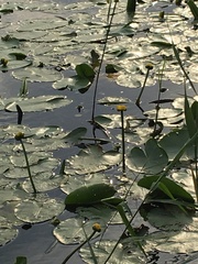 Nuphar lutea