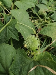 Cucurbita maxima maxima