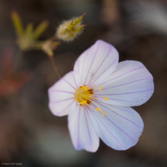 Leptosiphon liniflorus