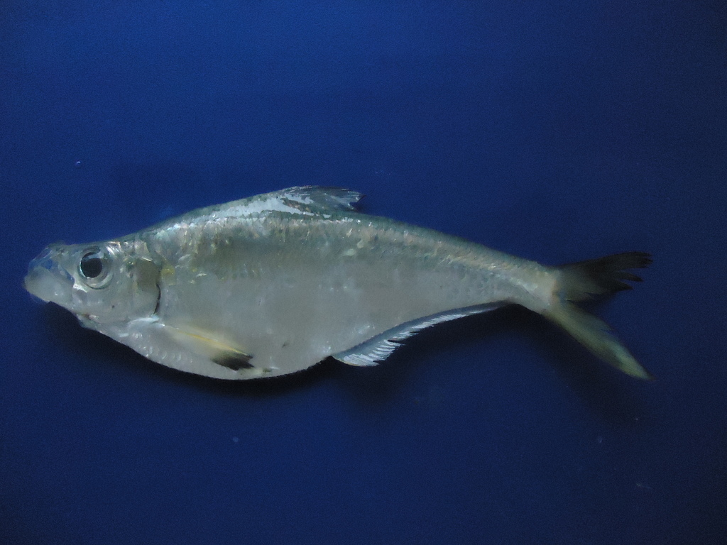 Hatchet Herring