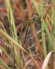 Sympetrum semicinctum