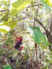 Vitis peninsularis