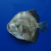 Panama Spadefish - Photo (c) Daniel, some rights reserved (CC BY-NC), uploaded by Daniel