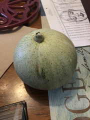 Cucurbita foetidissima