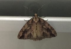 Pseudocoremia rudisata