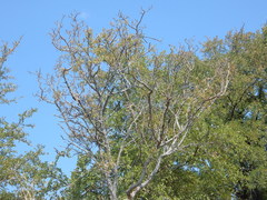 Zanthoxylum hirsutum