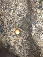Littorina saxatilis