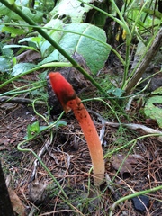 Phallus rugulosus