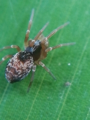 Dictyna uncinata