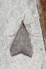 Mecyna asinalis