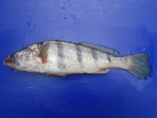 Banded croaker (Paralonchurus dumerilii) — Sciaenidae — 2