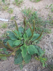 Plantago major
