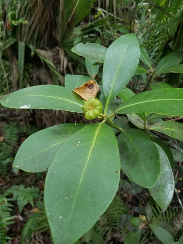 Illicium parviflorum image