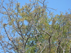 Zanthoxylum hirsutum