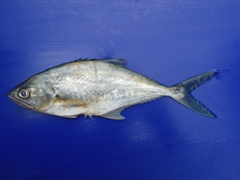 Oligoplites saurus