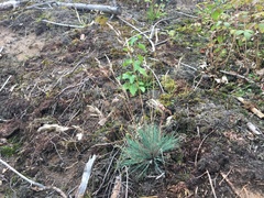 Corynephorus canescens