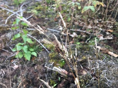 Corynephorus canescens