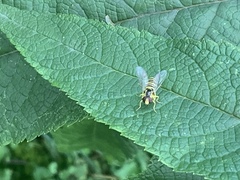 Xanthogramma flavipes