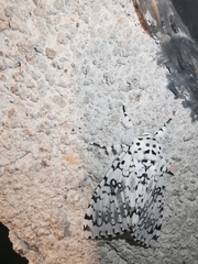 Lichnoptera decora
