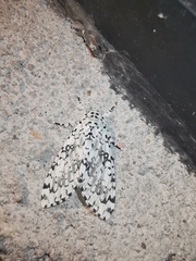 Lichnoptera decora