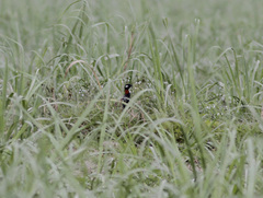 Francolinus francolinus