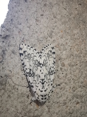 Lichnoptera decora
