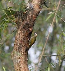 Picus xanthopygaeus