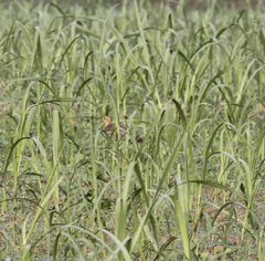 Francolinus francolinus