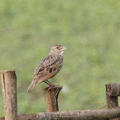 Mirafra assamica