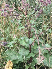 Arctium tomentosum