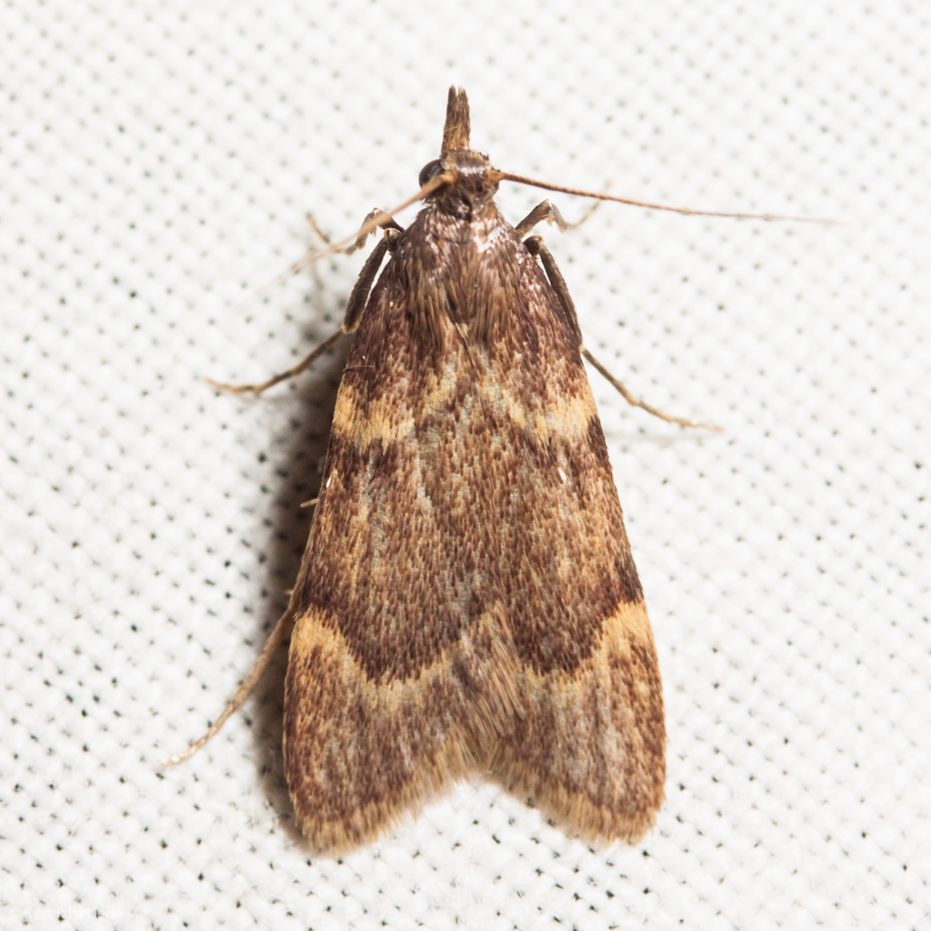 Aglossa electalis