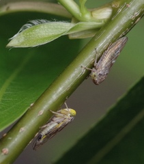 Idiocerus stigmaticalis