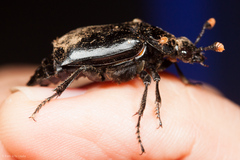 Nicrophorus nigrita