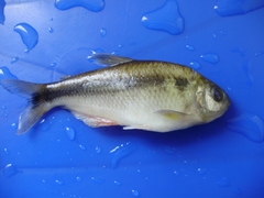 Eretmobrycon festae