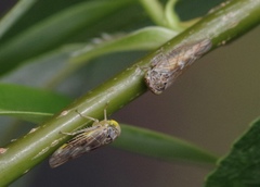 Idiocerus stigmaticalis