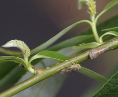 Idiocerus stigmaticalis