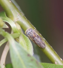 Idiocerus stigmaticalis