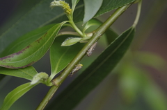 Idiocerus stigmaticalis