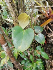 Anthurium roseospadix image