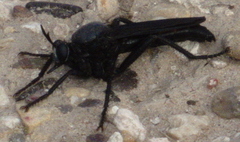 Ospriocerus