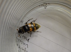 Nicrophorus vespillo