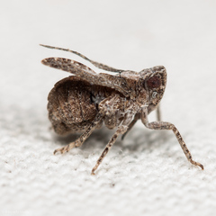 Danepteryx